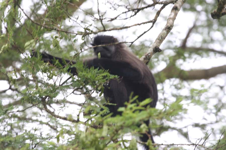 Kibale Forest Park: 3-Day Chimpanzee tracking & Crater lakes - Day 1: Kampala or Entebbe to the tea country