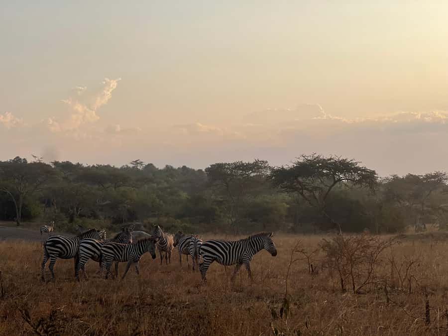 Lake Mburo: 1 Day Best of Uganda Wildlife & Equator Tour - Lunch is a separate expense