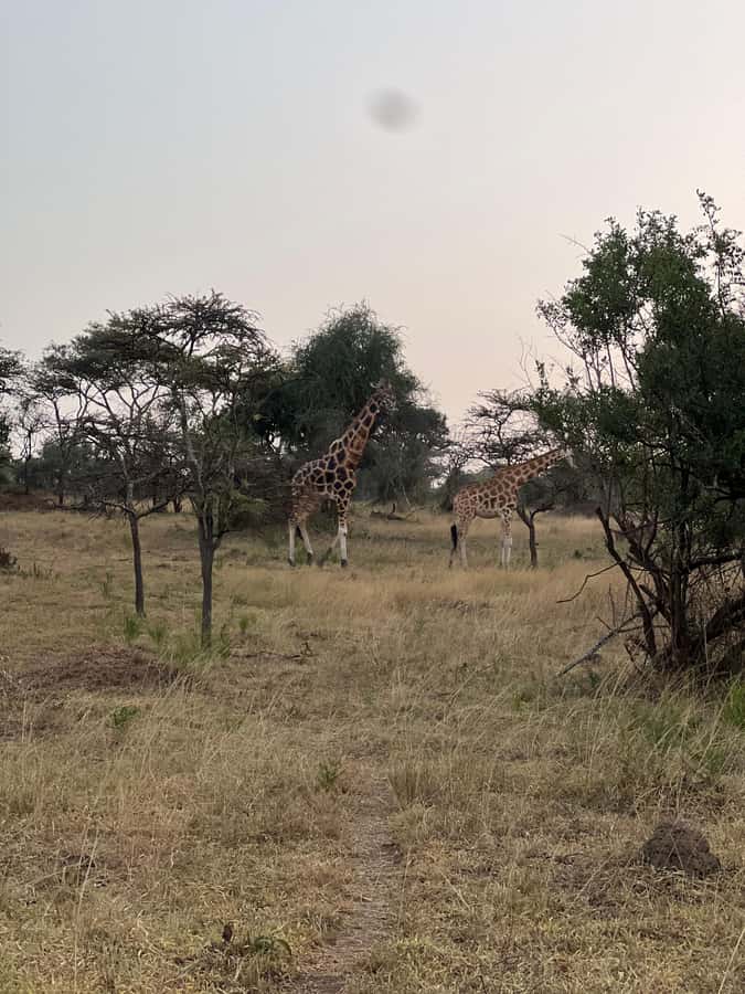 Lake Mburo: 1 Day Best of Uganda Wildlife & Equator Tour - Leaving Kampala or Entebbe at 5:00 AM