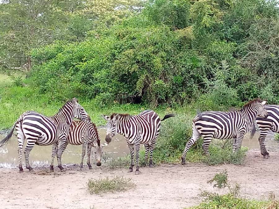 Lake Mburo National Park with Equator, Game Drive & Cruise - A walking option for a closer look