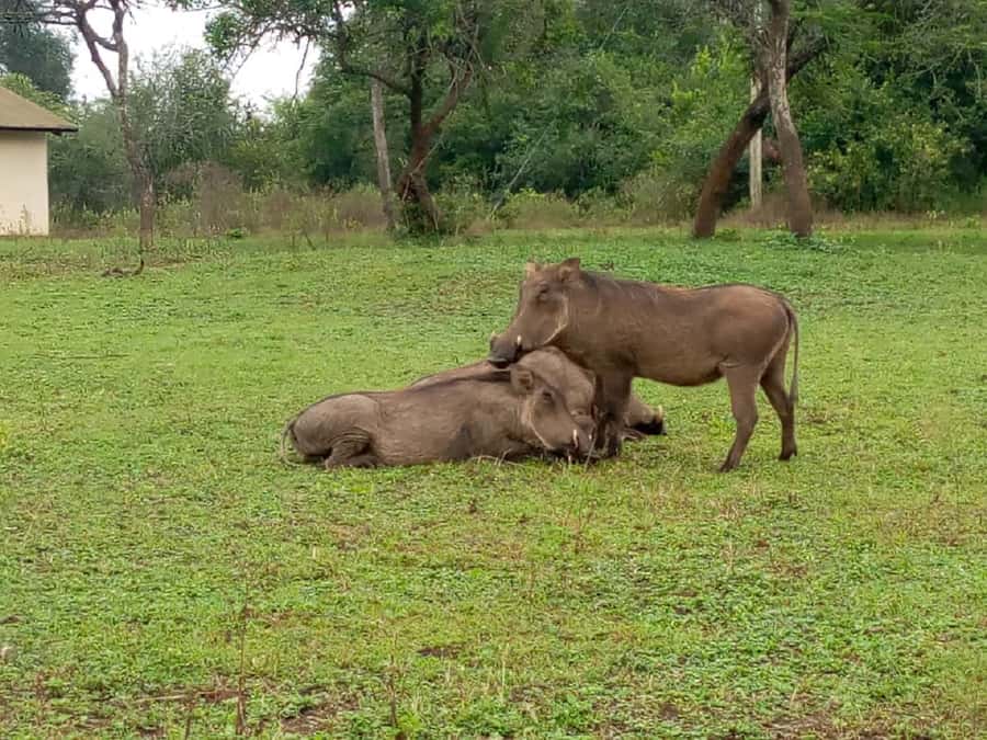 Lake Mburo National Park with Equator, Game Drive & Cruise - What $350 buys you