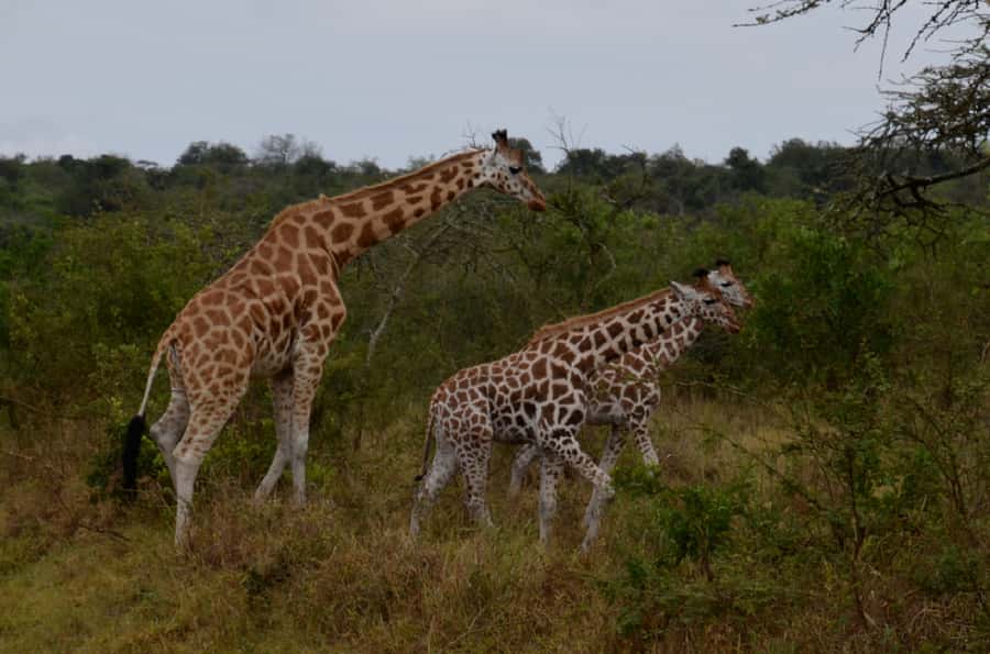 Lake Mburo National Park with Equator, Game Drive & Cruise - The early pickup and the road to Kayabwe