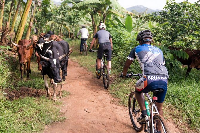 Lake Victoria Island Cycling Tour from Kampala - How difficult is the ride?