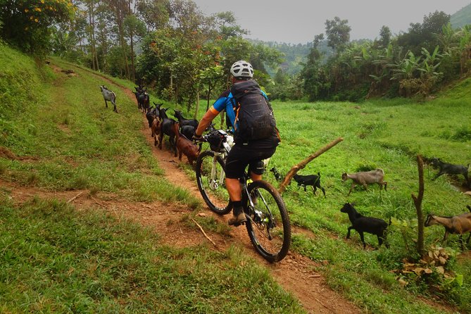 Lake Victoria Island Cycling Tour from Kampala - Is $62.23 good value?