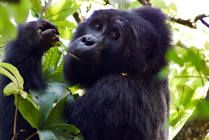 Mambo Gorilla Safaris, is an African based Tour Agency, offering the best ever - What Mambo Gorilla Safaris is really offering