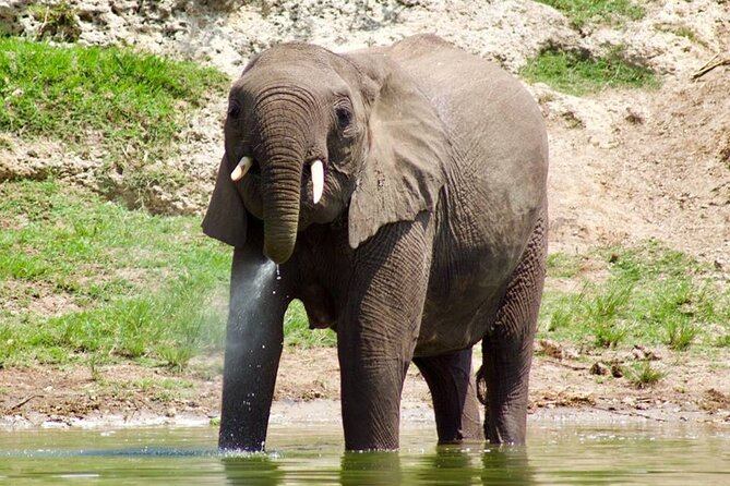 Mambo Gorilla Safaris, is an African based Tour Agency, offering the best ever - Gorilla encounters and the value of a longer trip