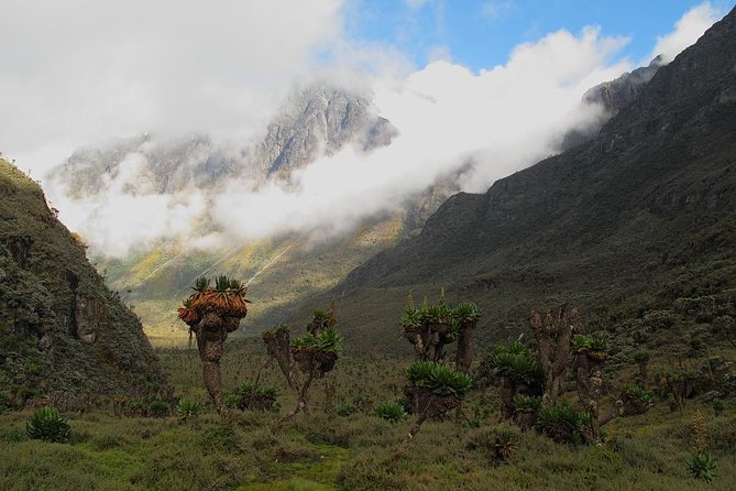 Mountain Rwenzori Trekking Uganda 9 Day Safari - Day 7: Freshfield Pass and the Kabamba Valley
