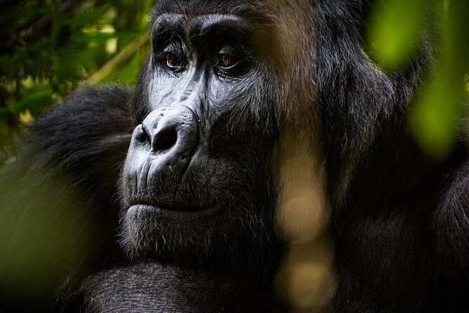 Multi Day Private Gorillas and Chimpanzee Trekking Tour in Uganda - Day 4: Crater lakes, Queen Elizabeth, and the Ishasha route