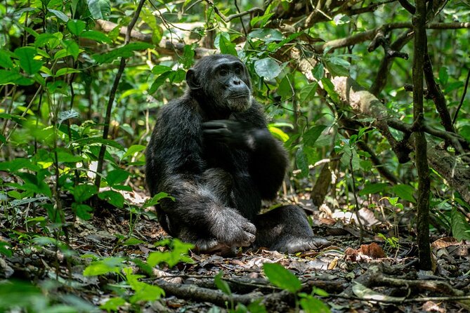 Multi Day Private Gorillas and Chimpanzee Trekking Tour in Uganda - Day 1: A soft landing in Entebbe and Kampala