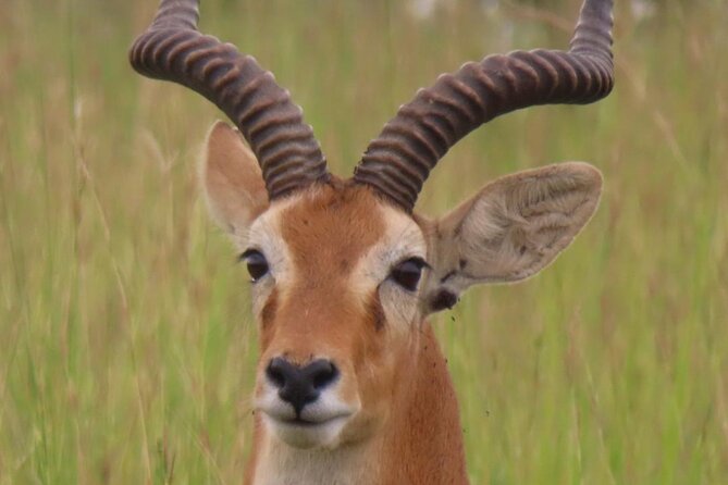 Murchison Falls 2 Days Game Safari (4 people Minimum required) - What the $630 price really covers