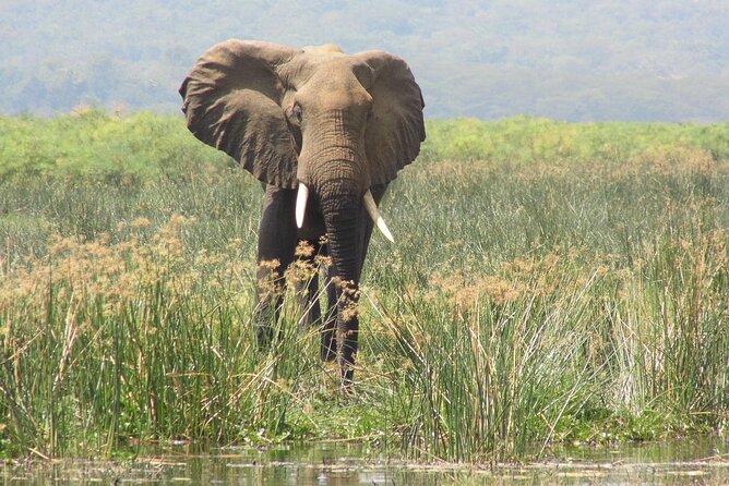 Murchison Falls 2 Days Game Safari (4 people Minimum required) - Crossing the Nile on the final morning