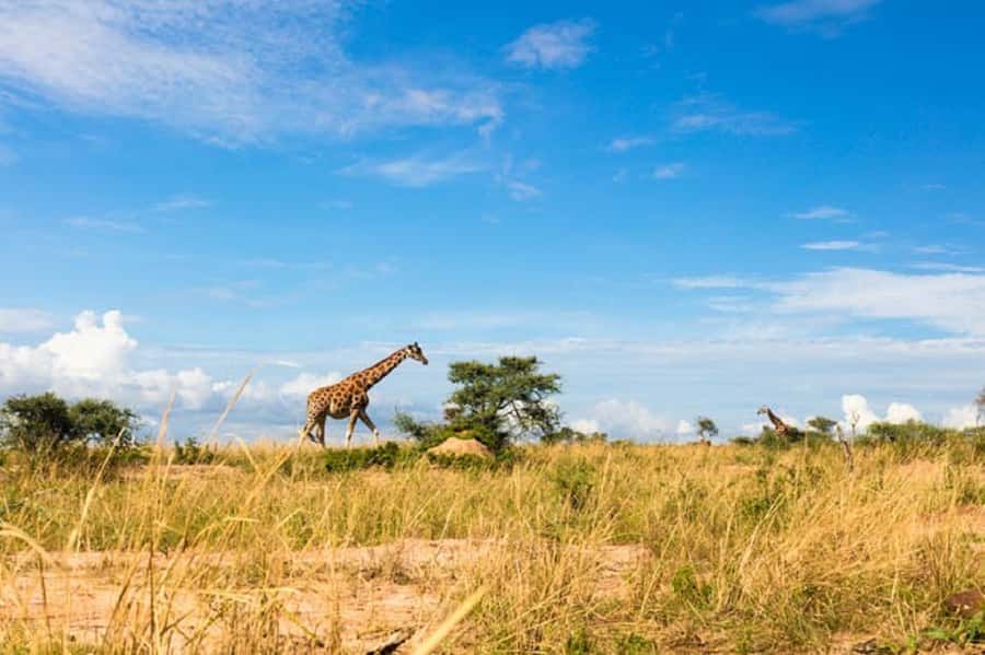 Murchison Falls National Park: 2-Day Safari with Boat Cruise - Lunch, check-in, and a short afternoon reset