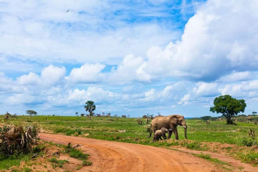 Murchison Falls National Park: 2-Day Safari with Boat Cruise - Sunrise game drive and the southern sector
