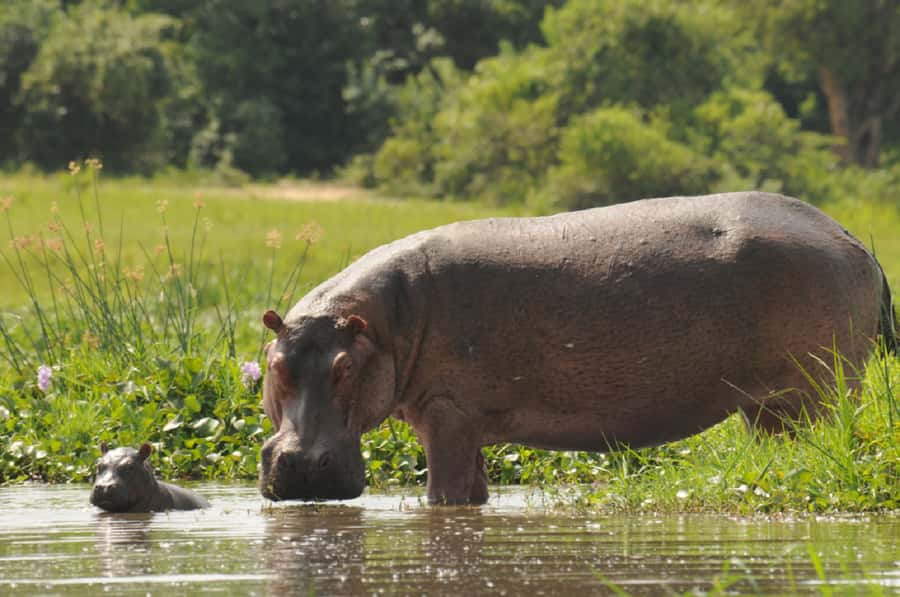 Murchison Falls National Park: 2-Day Safari with Boat Cruise - What the private format really offers