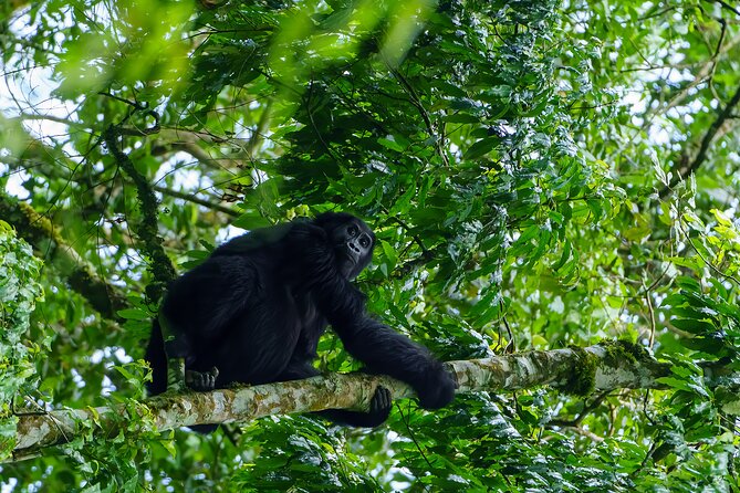 Private 3 Day Gorilla Trekking Safari in Uganda - Why this three-day gorilla safari is so unusual