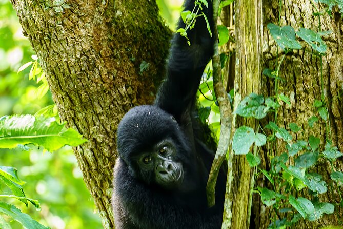 Private 3 Day Gorilla Trekking Safari in Uganda - Day 2: The long search for Bwindi’s gorillas