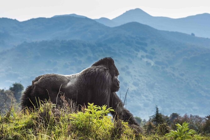 Private 3 Day Gorilla Trekking Safari in Uganda - The Batwa community visit adds needed context