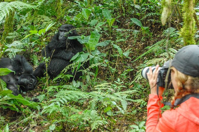 Private 3 Day Gorilla Trekking Safari in Uganda - Day 3: The long return and Equator stop