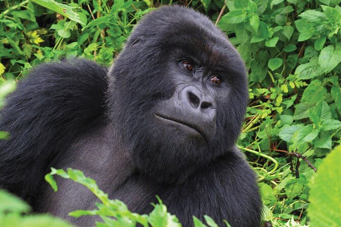 Private 3 Day Gorilla Trekking Safari in Uganda - What the $3,326 price really covers