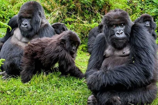 Private 3 Day Gorilla Trekking Safari in Uganda - Who should book this experience?