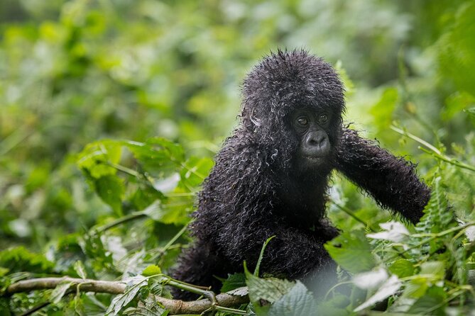 Private 3 Day Gorilla Trekking Safari in Uganda - Practical ways to make the trip better