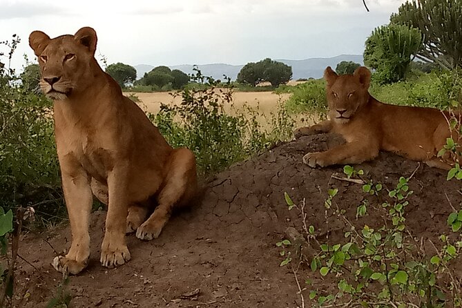 Private 3-Day Tour in Queen Elizabeth Park Safari - The Kazinga Channel boat cruise