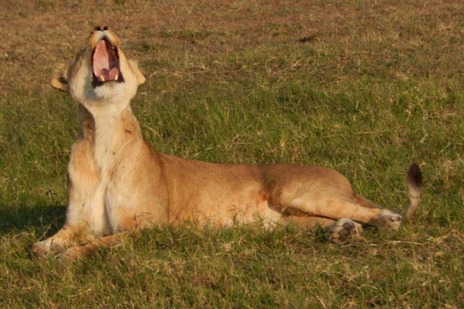 Private 3-Days of wildlife Safari exploring Uganda - Key points to know before booking