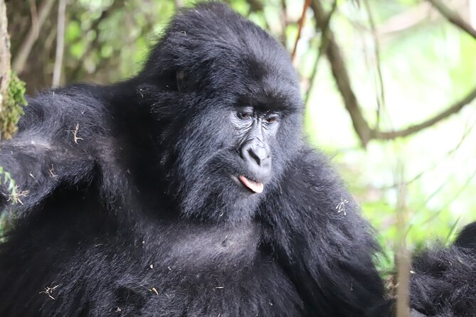 Private 4 Days Gorilla Trekking Tour and Lake Bunyonyi Visit - Key points to know before booking