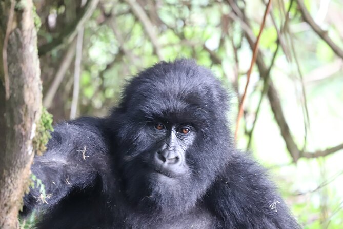 Private 4 Days Gorilla Trekking Tour and Lake Bunyonyi Visit - Why this four-day route works