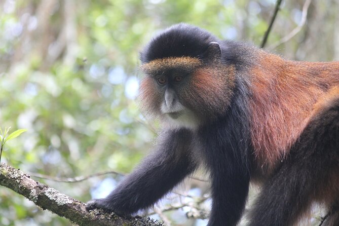 Private 4 Days Gorilla Trekking Tour and Lake Bunyonyi Visit - Day three: golden monkeys in Mgahinga