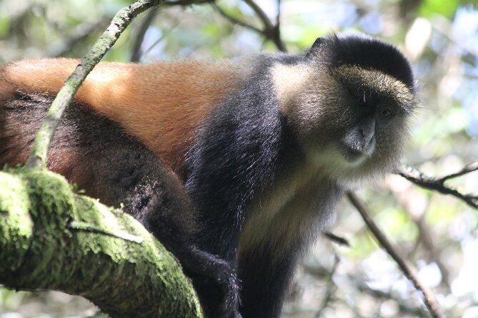 Private 4 Days Gorilla Trekking Tour and Lake Bunyonyi Visit - Day four: islands and birdlife on Lake Bunyonyi