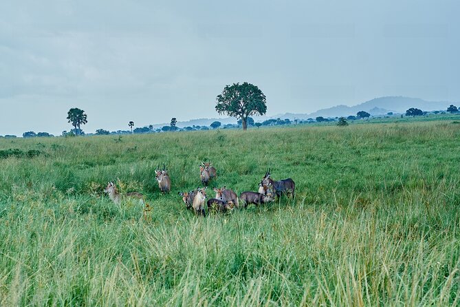 Private 5-Day Kidepo Valley and Murchison Falls National Parks - What this five-day Uganda safari is really like