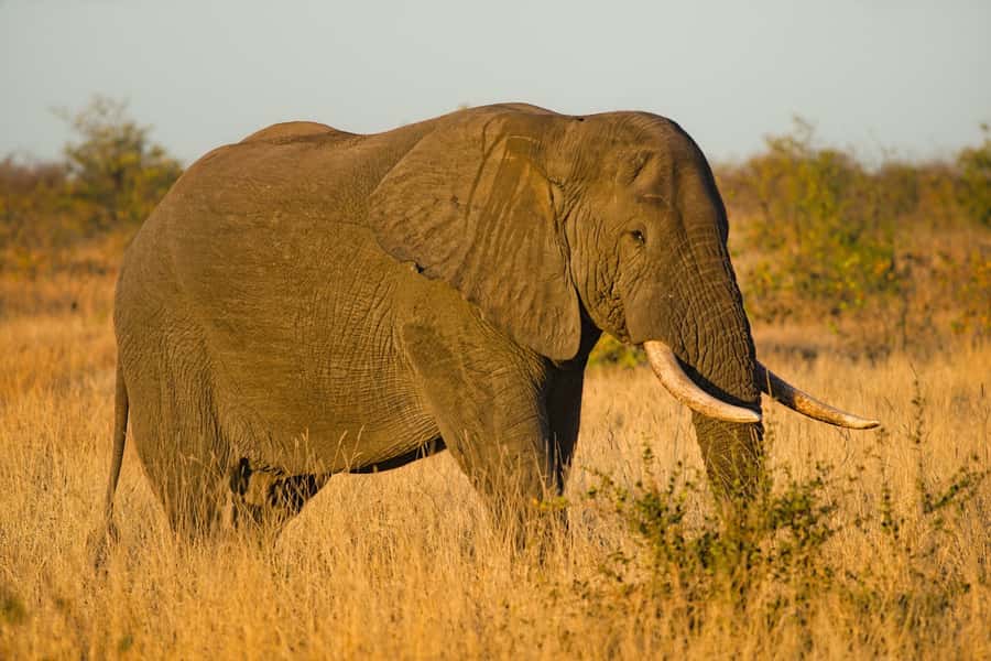 Queen Elizabeth National Park: 2-Day Safari with Boat Cruise - Why this two-day safari works