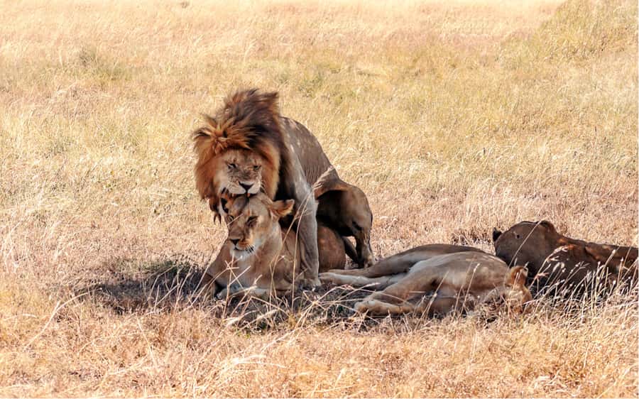 Queen Elizabeth National Park: 2-Day Safari with Boat Cruise - The Kazinga Channel boat cruise