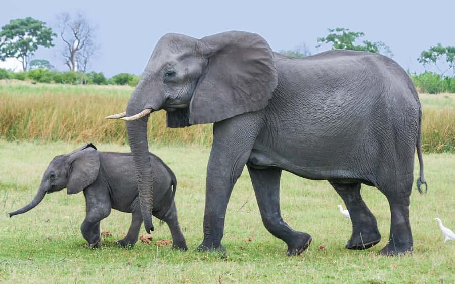 Queen Elizabeth National Park: 2-Day Safari with Boat Cruise - Kasenyi plains and the search for lions