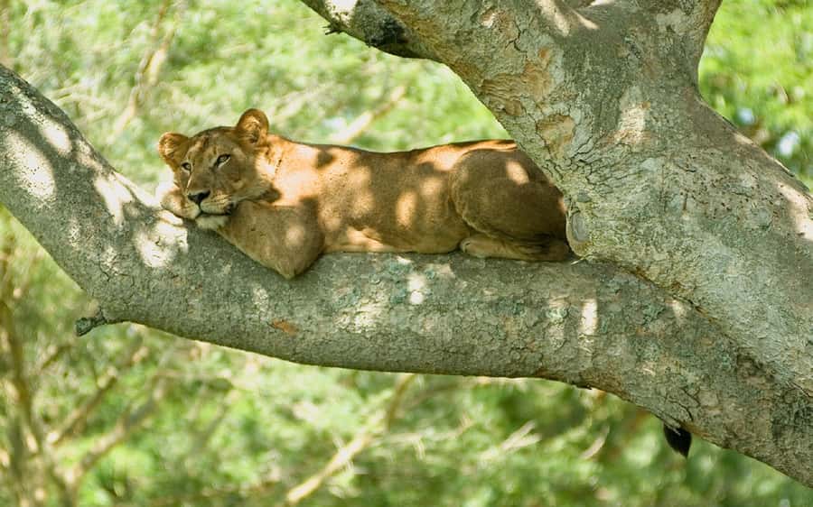 Queen Elizabeth National Park: 2-Day Safari with Boat Cruise - Your overnight at Bush Lodge or Engiri Game Lodge