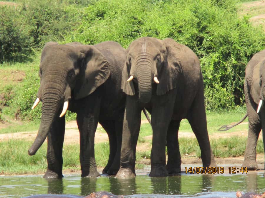 Queen Elizabeth National Park: 2-Day Safari with Boat Cruise - The optional chimpanzee walk and its extra fee