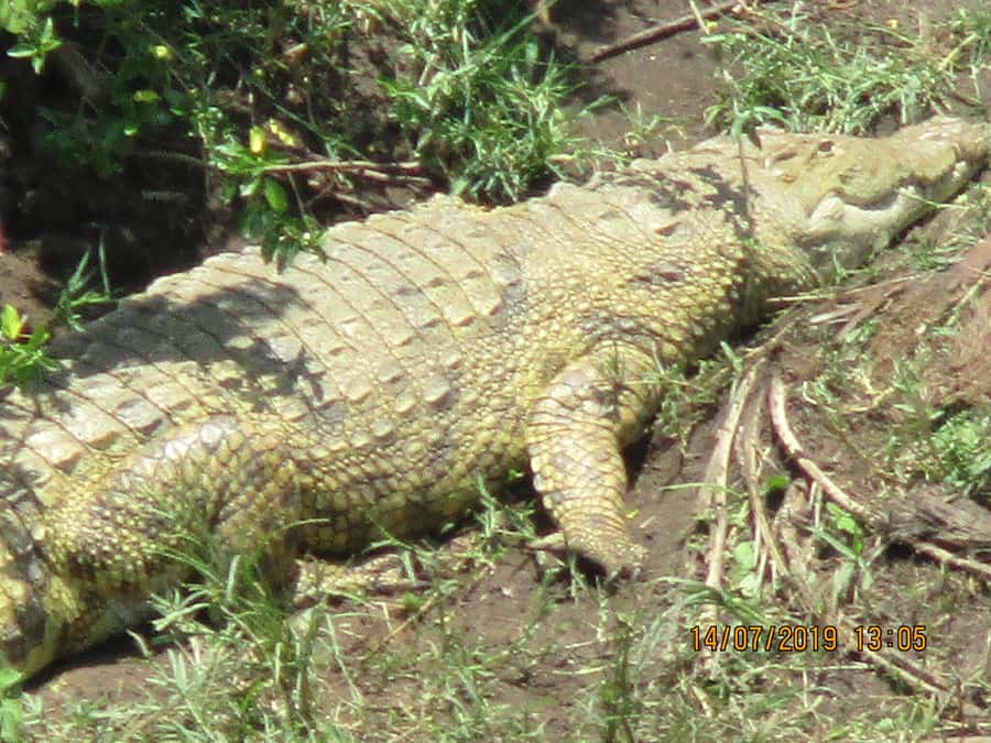 Queen Elizabeth National Park: 2-Day Safari with Boat Cruise - Mpambire Drum Center on the road home