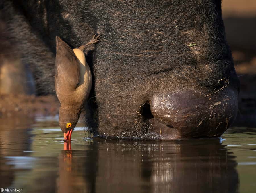 Queen Elizabeth National Park: 2-Day Safari with Boat Cruise - What the $1,000 price really covers