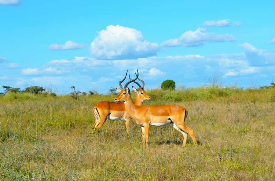 Queen Elizabeth National Park: 2-Day Safari with Boat Cruise - Leaving Kampala for Queen Elizabeth National Park