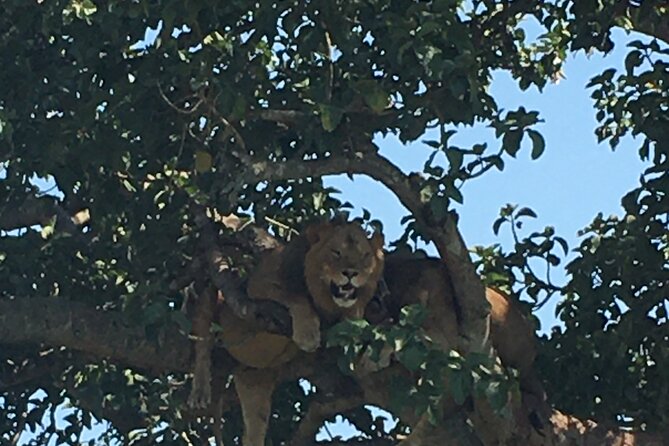 Queen Elizabeth Open Safari Jeeps for game drives. - Five hours among Queen Elizabeth’s mammals