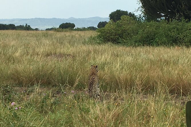 Queen Elizabeth Open Safari Jeeps for game drives. - Birdwatching beyond the big animals