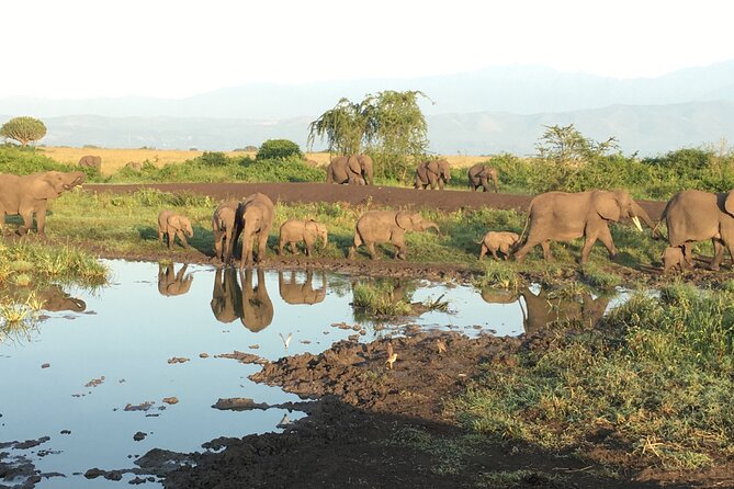 Queen Elizabeth Open Safari Jeeps for game drives. - The guide can shape the whole experience