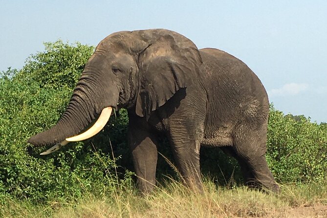 Queen Elizabeth Open Safari Jeeps for game drives. - What to bring and what is missing
