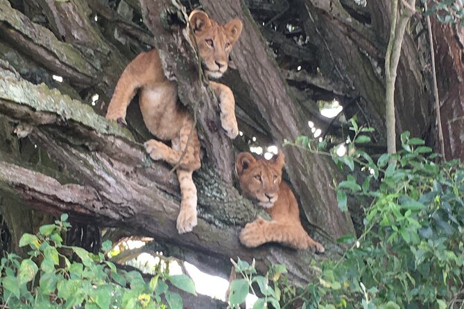 Queen Elizabeth Open Safari Jeeps for game drives. - Meeting at the Kazinga Channel community boat cruise