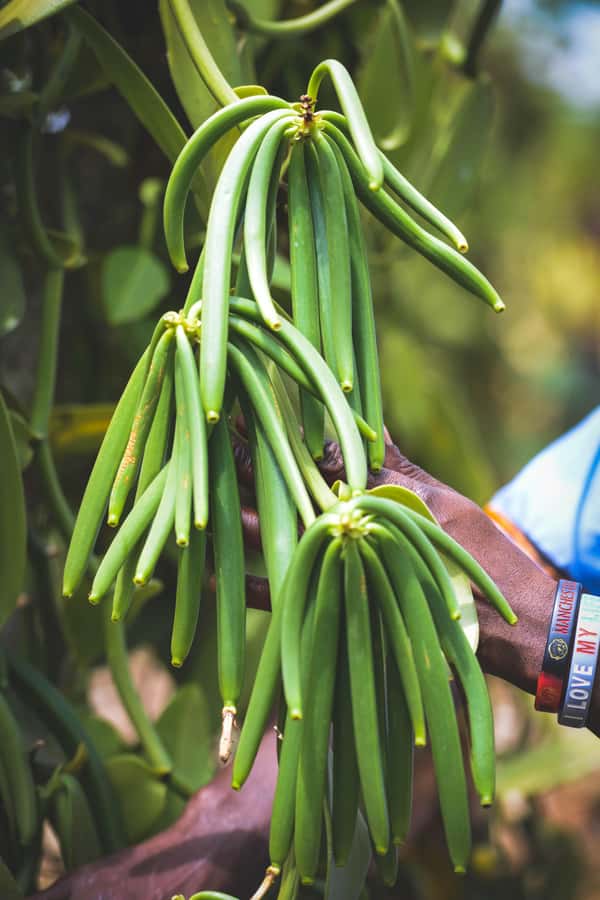 Rubalika Safari Lodge and Farm: Guided Trail Tour with Lunch - A generous Ugandan lunch in the farm setting