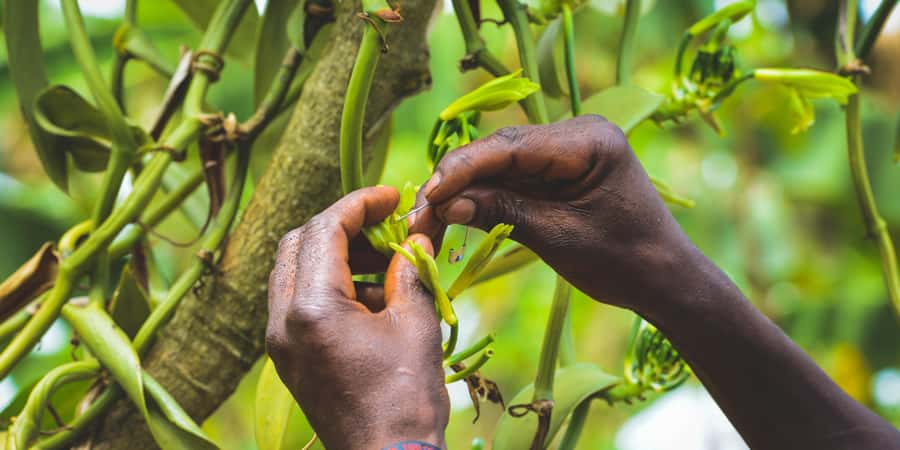 Rubalika Safari Lodge and Farm: Guided Trail Tour with Lunch - Traditional music, dance, and local meaning
