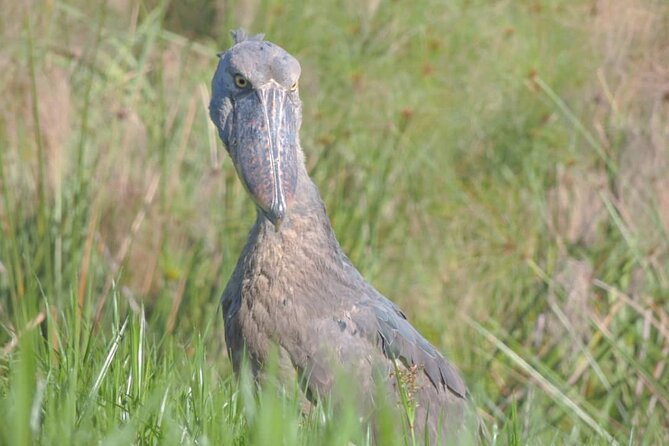 Shoebill stock tracking experience at Mabamba - Is $130 per person good value?