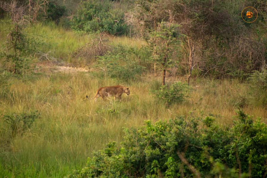 The Big5 3 Days Wildlife Adventure Experience in Uganda. - Pakuba Lodge and the overnight stay