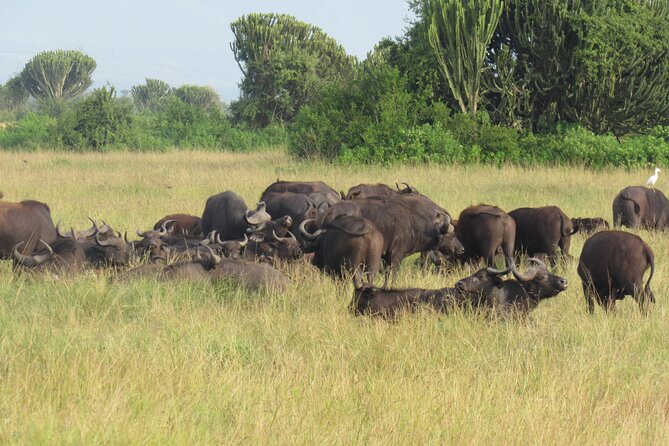 Three days escape to Queen Elizabeth National park - Day three: Fort Portal, tea plantations, and the long return